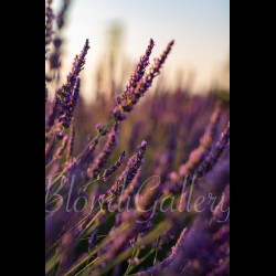 PACA 024 - Valensole