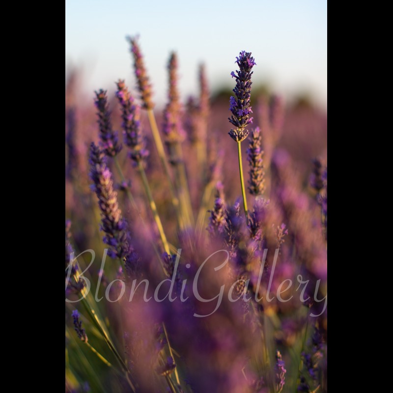 PACA 025 - Valensole