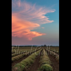 PACA 021 - Plateau de Valensole