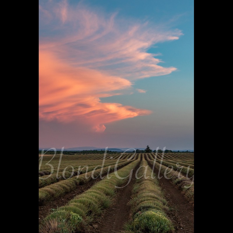 PACA 021 - Plateau de Valensole