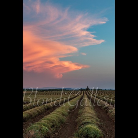 PACA 021 - Plateau de Valensole