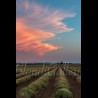 PACA 021 - Plateau de Valensole